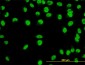 YY1 Antibody (monoclonal) (M01)